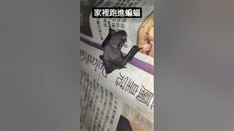 蝙蝠跑進家裡代表什麼